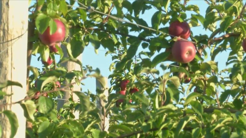 Local Apple Orchard explains why everyone loves Honeycrisp Apples