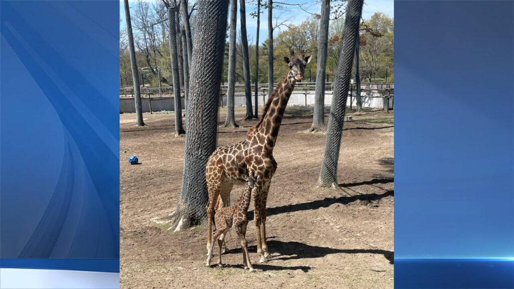 Giraffe at Seneca Park Zoo, mother of Olmy, is pregnant - WHEC.com