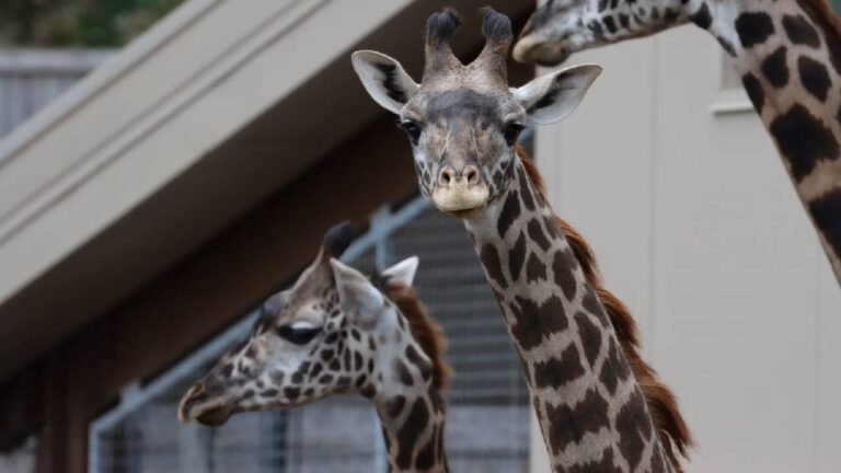 Giraffe with cancerous growth is pregnant, Seneca Park Zoo confirms