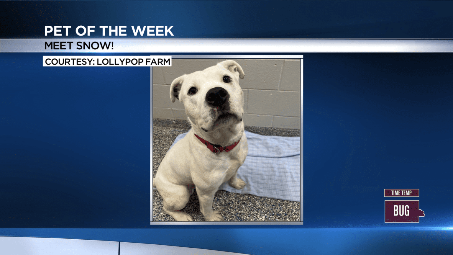 pet-of-the-week-snow-whec