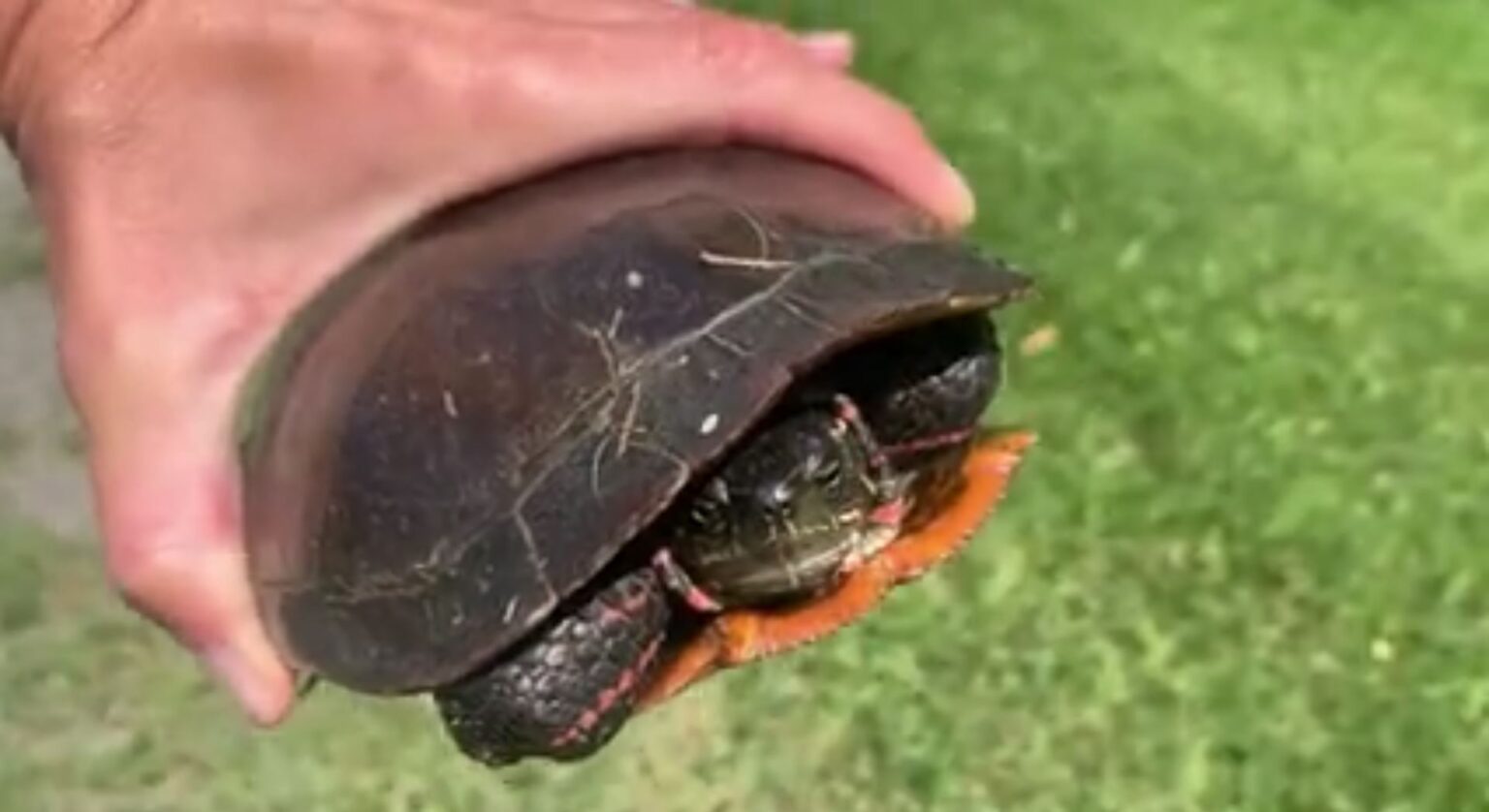 How to safely help turtles crossing the road during nesting season in