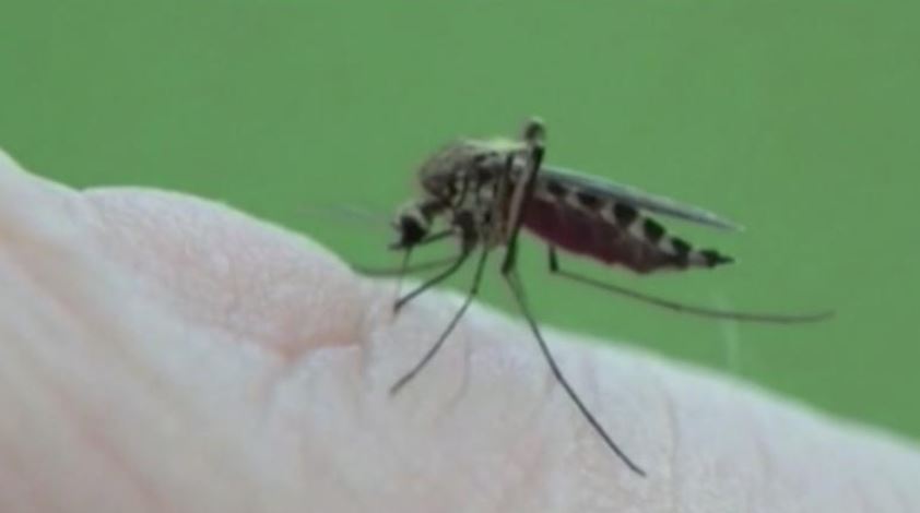 Horse in Wayne County tests positive for electrical and electronic equipment; mosquito-borne disease can also affect humans